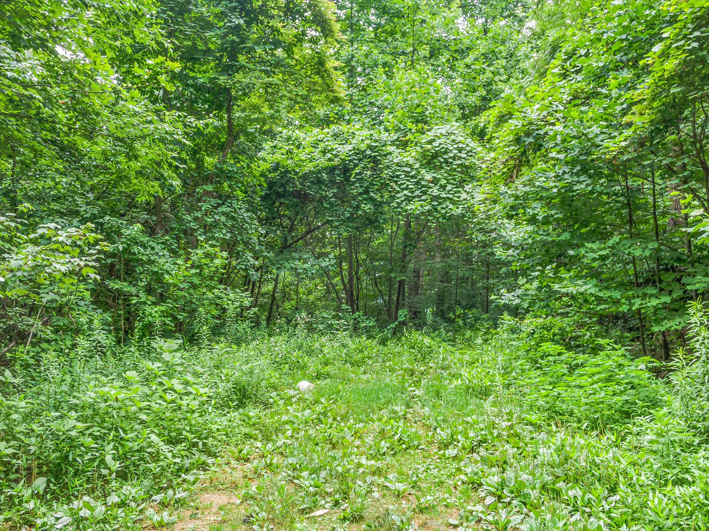 Burleson Branch Barnardsville Land for Sale Altamont Property Group